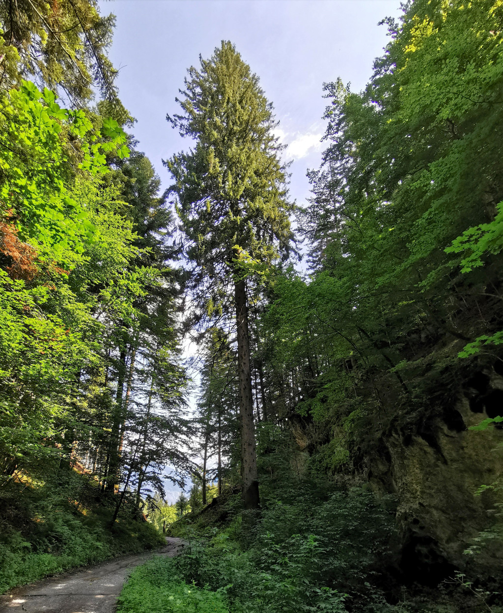 Killias-Tanne im Undertöbeli