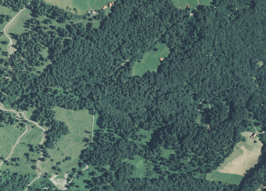 Luftbild - Lärchawald